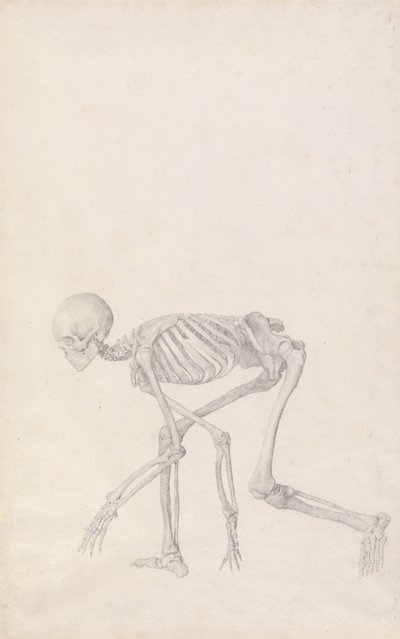A Comparative Anatomical Exposition of the Structure of the Human Body with that of a Tiger and a Cow by George Stubbs